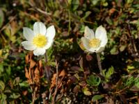 Alpen Küchenschelle